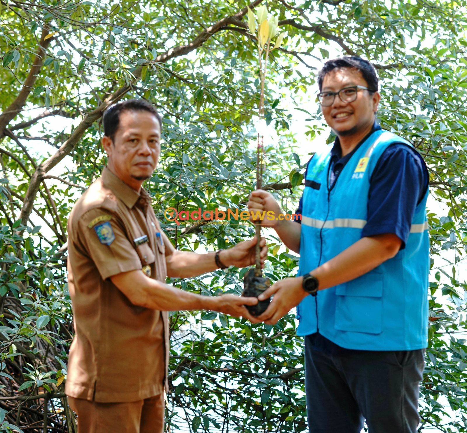 7000 Bibit Mangrove untuk Desa Padak Guar: PLN UIP Nusra Teguhkan Komitmen Jaga Lingkungan Ring 1 PLTU Sambelia