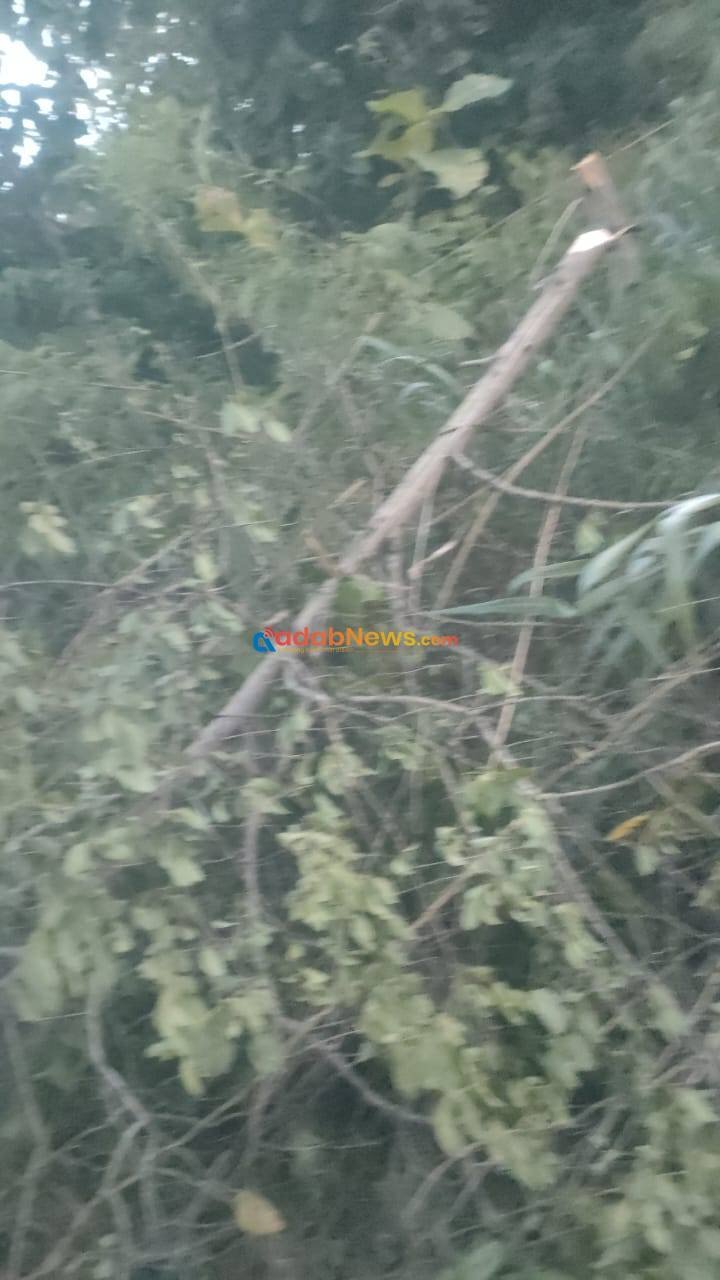 Pohon Cendana Berusia 14 Tahun Dipotong Petugas, Warga Tuntut PLN Ganti Rugi