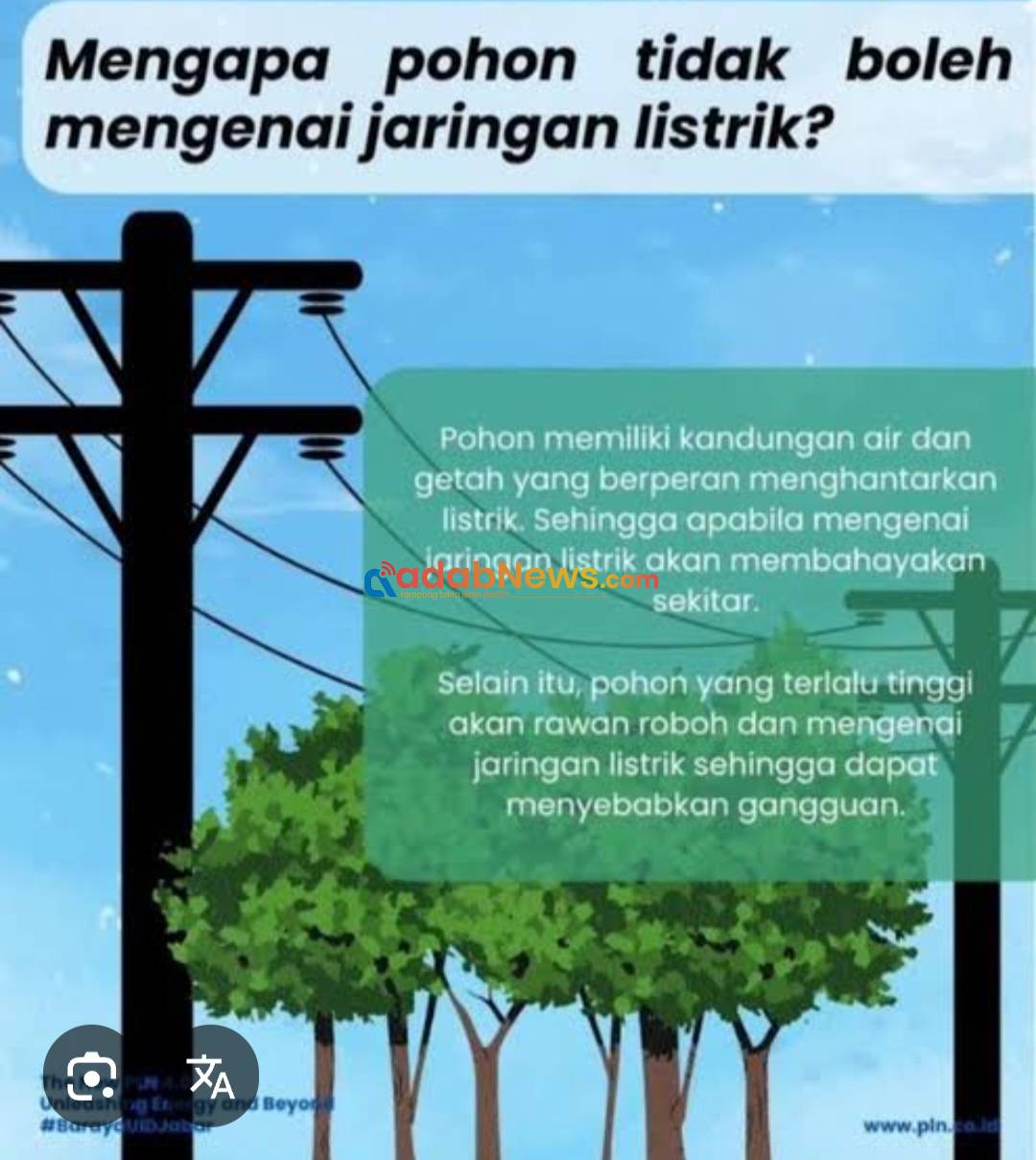 Somasi Penebangan Pohon Cendana Milik Warga Masuki Tahapan Krusial