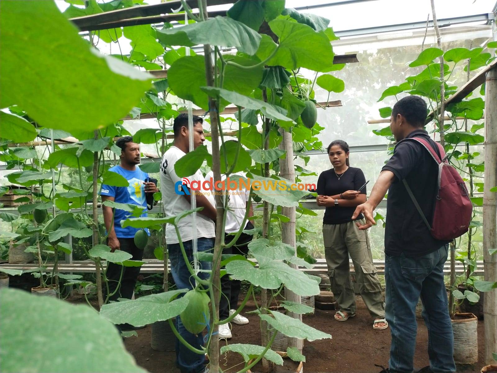 Plan Indonesia Dorong Kaum Muda Lembata Kembangkan Budidaya Semangka untuk Perkuat Ekonomi Desa